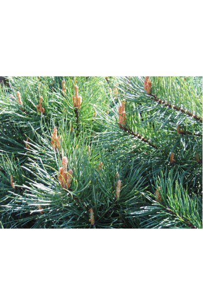 Сосна Чантрі Блю хвоя